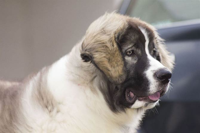 Pyrenean Mastiff