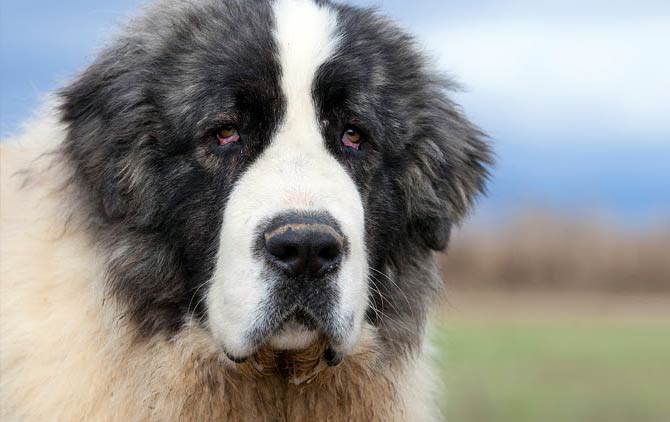 Pyrenean Mastiff