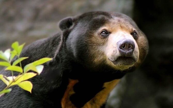 Sun bear – the smallest bear in the world | DinoAnimals.com