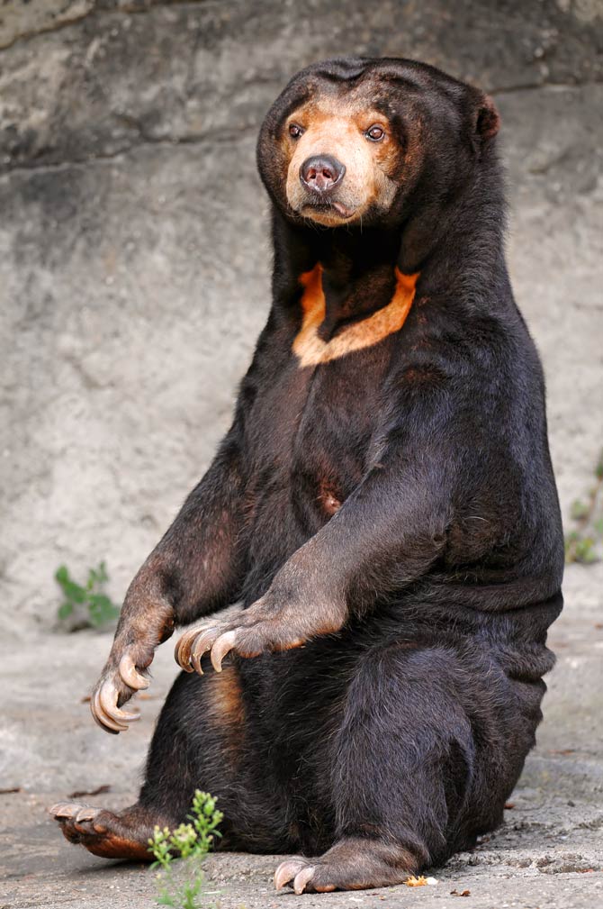 Sun bear – the smallest bear in the world | DinoAnimals.com