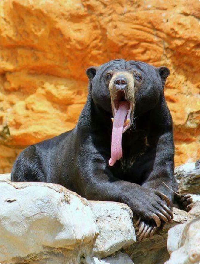 Sun Bear Tongue