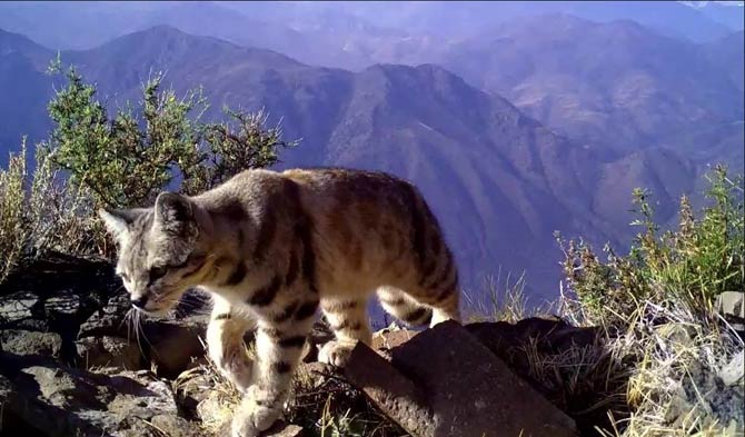 baby andean mountain cat