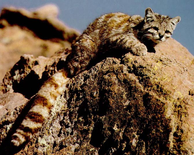 baby andean mountain cat