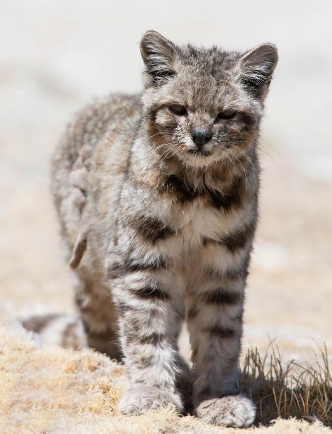 Baby Andean Mountain Cat