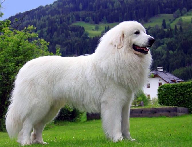 Pyrenean Mountain Dog Gorgeous Dog DinoAnimals Com   Pyrenean Mountain Dog 3 