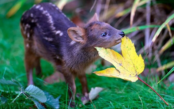 Pudu – The Smallest Deer In The World | DinoAnimals.com