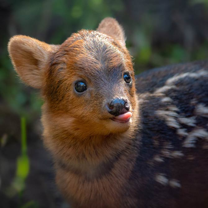 Pudu – the smallest deer in the world | DinoAnimals.com