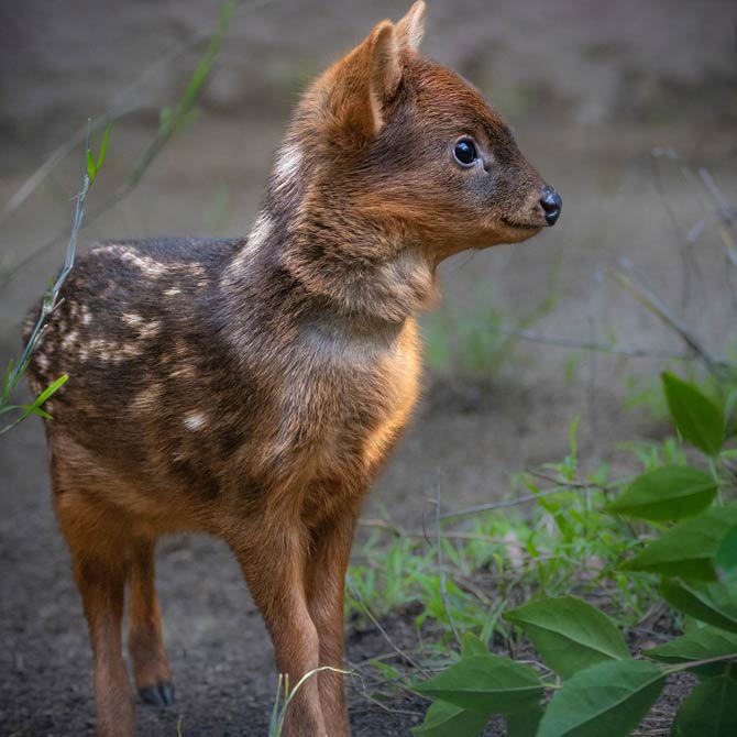 Pudu The Smallest Deer In The World DinoAnimals