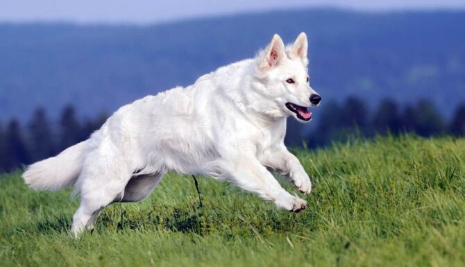 White Swiss Shepherd Dog | DinoAnimals.com