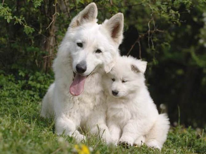 Long haired best sale white swiss shepherd