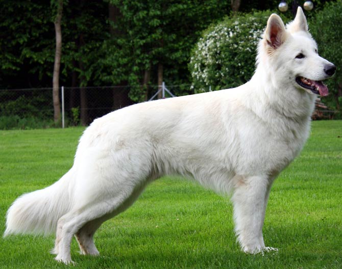 are white swiss shepherd dog hypoallergenic