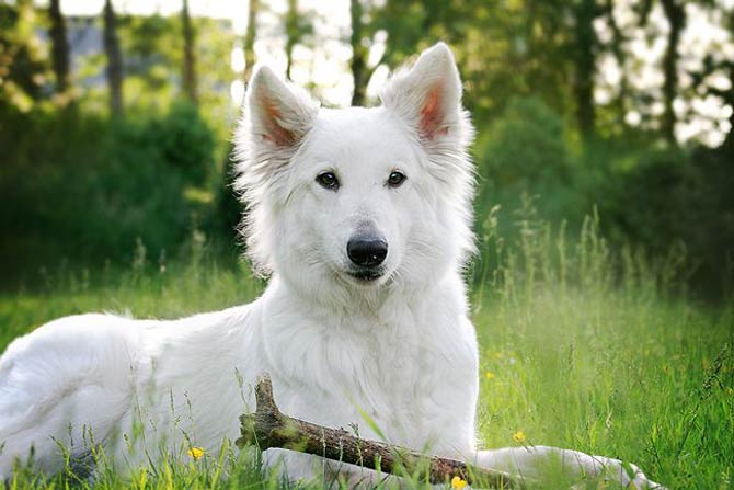 White swiss shepherd long hair sale