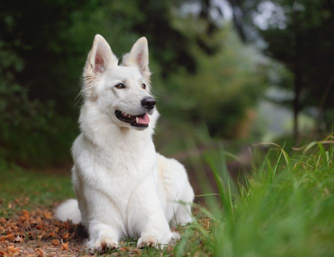 White Swiss Shepherd Dog | DinoAnimals.com