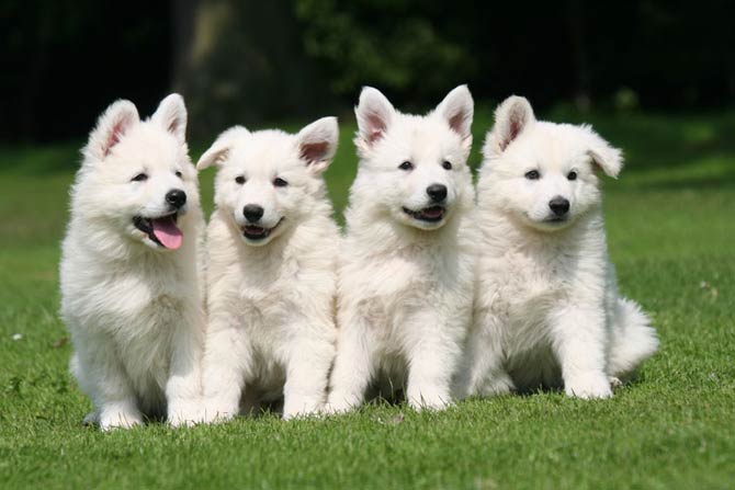 White Swiss Shepherd Dog | DinoAnimals.com