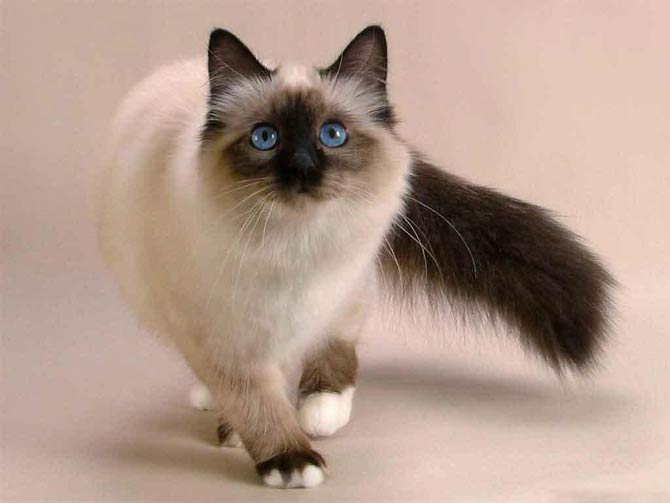 Balinese Cat Long haired Siamese DinoAnimals