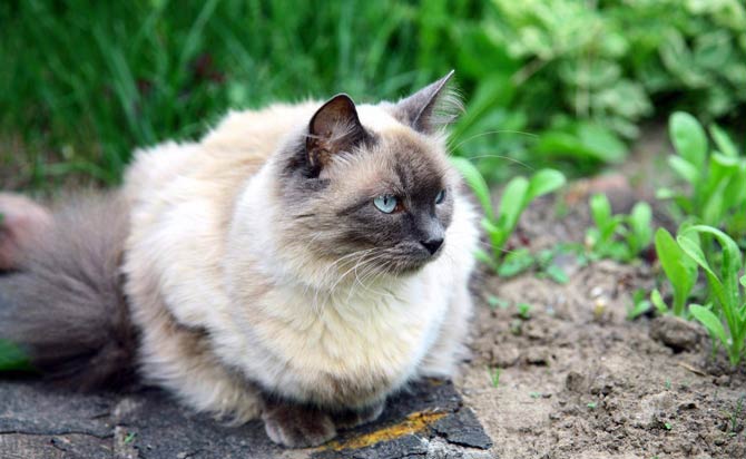 Purebred long haired store siamese