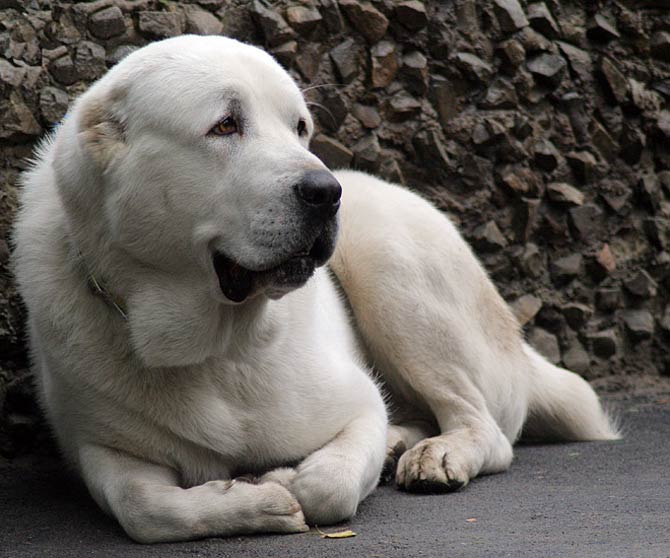 can a central asian shepherd dog live in afghanistan