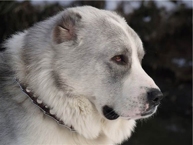 can a central asian shepherd dog live in afghanistan