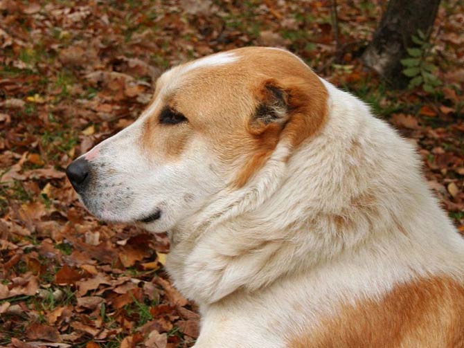 can a central asian shepherd dog live in afghanistan