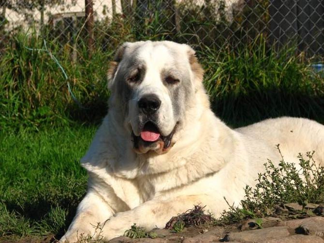 can a central asian shepherd dog live in afghanistan