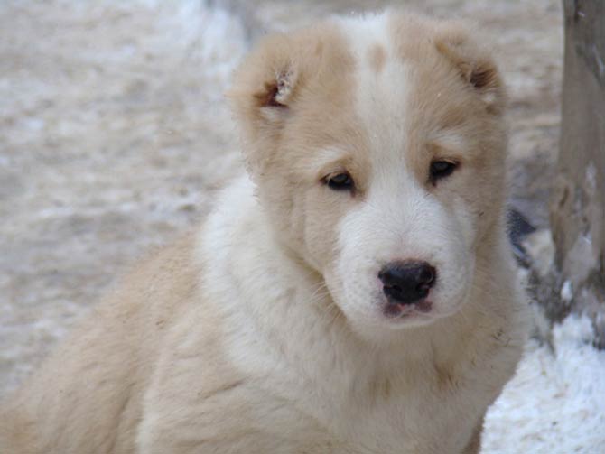 can a central asian shepherd dog live in afghanistan