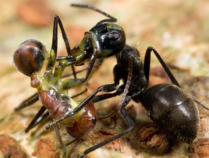 Camponotus Saundersi Exploding