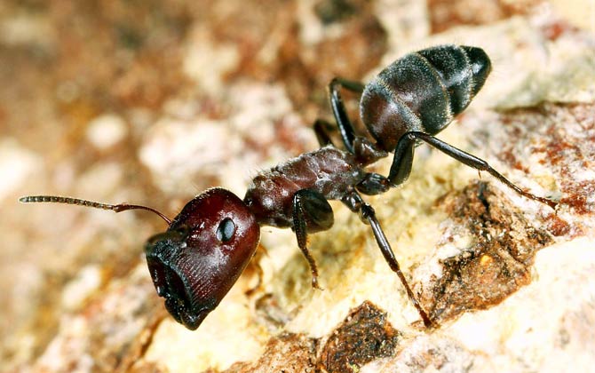 Camponotus Saundersi Exploding