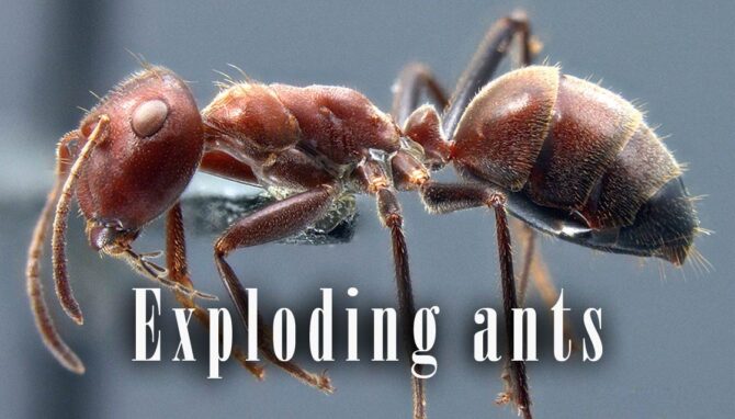 Exploding ants – kamikaze ants | DinoAnimals.com