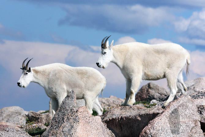 Rocky Mountain Goat