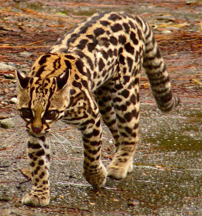 Northern Tiger Cat / Oncilla / Tigrina (Leopardus tigrinus) Classification