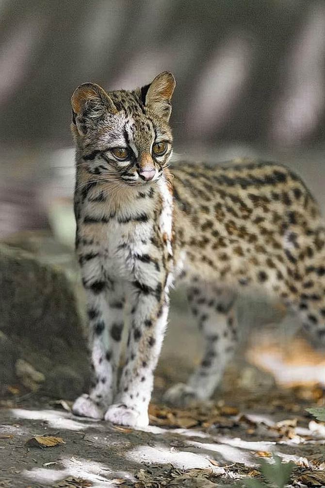 Tiger Cat : Oncilla is the Northern Tiger Cat - The Tiniest Tiger