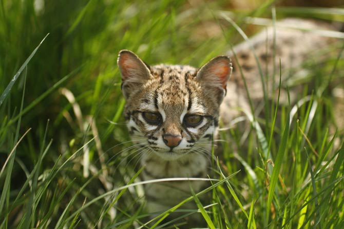 Oncilla (Leopardus tigrinus), northern tiger cat, little spotted cat, tigrillo