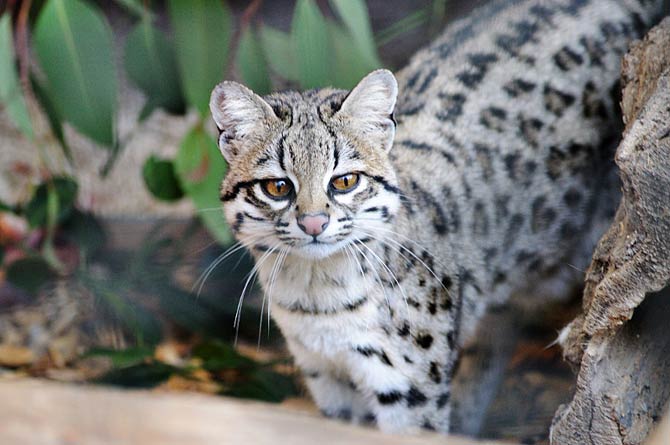 Oncilla (Leopardus tigrinus), northern tiger cat, little spotted cat, tigrillo