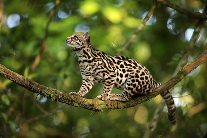 Tiger Cat : Oncilla is the Northern Tiger Cat - The Tiniest Tiger