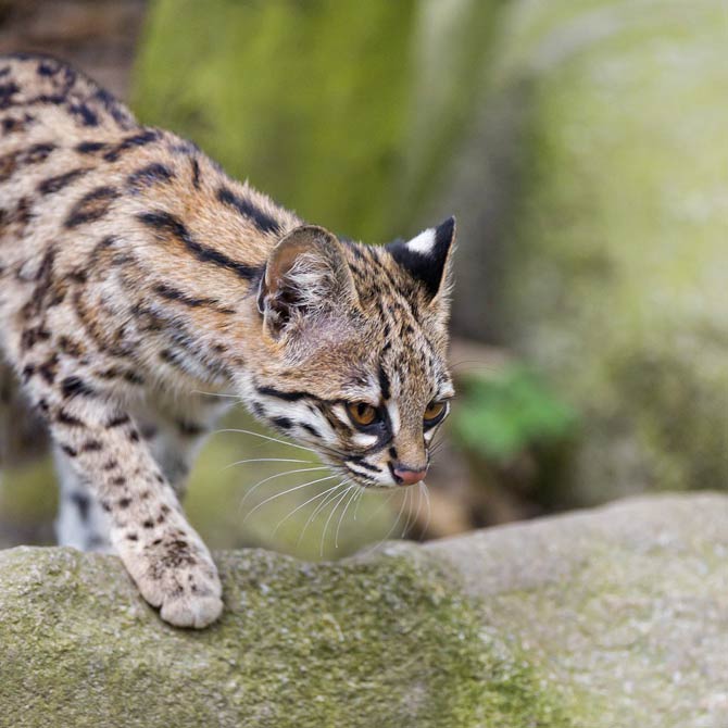 Oncilla (Leopardus tigrinus), northern tiger cat, little spotted cat, tigrillo