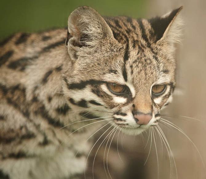 Oncilla (Leopardus tigrinus), northern tiger cat, little spotted cat, tigrillo