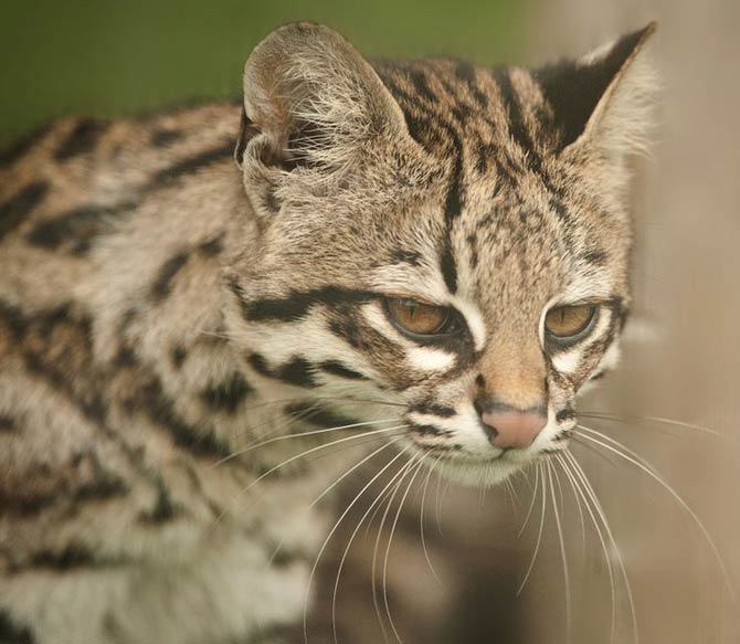 Tiger Cat : Oncilla is the Northern Tiger Cat - The Tiniest Tiger