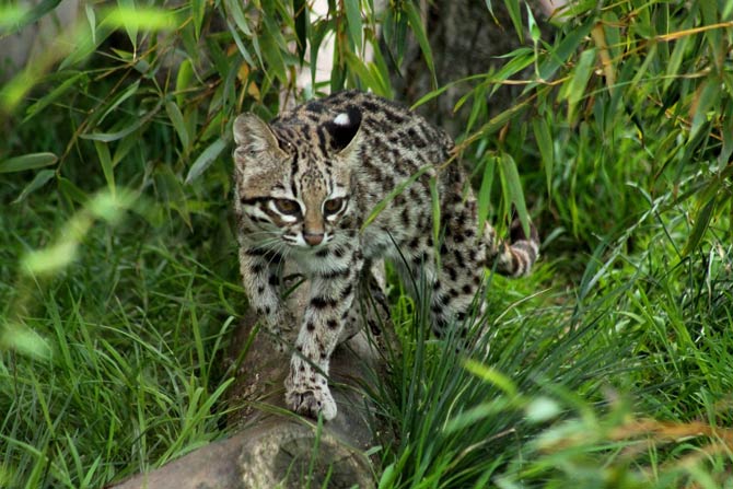 Oncilla (Leopardus tigrinus), northern tiger cat, little spotted cat, tigrillo