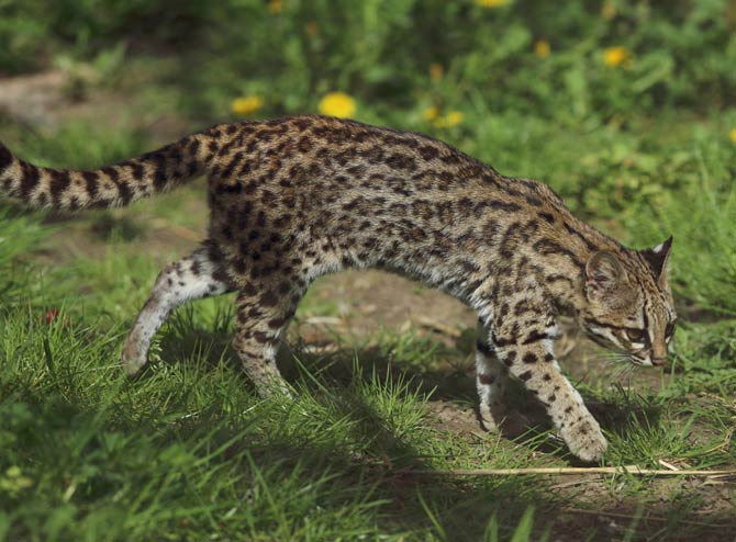 Oncilla (Leopardus tigrinus), northern tiger cat, little spotted cat, tigrillo