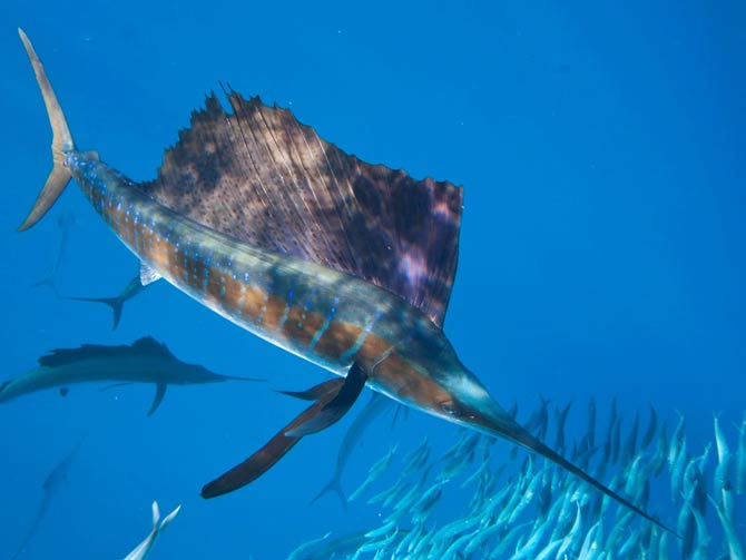 Sailfish Sea – Wyland Worldwide