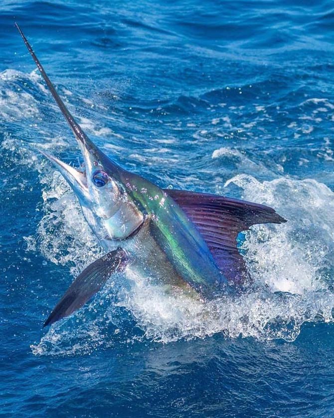 world record pacific sailfish