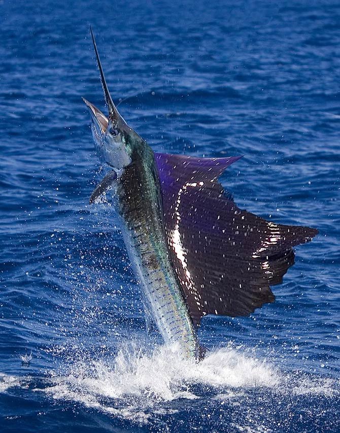 Sailfish, Sharks and Swordfish! – New Lattitude Sportfishing