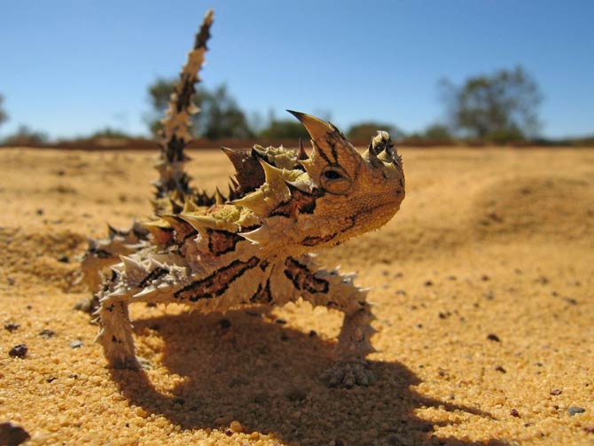 Thorny devil (Moloch horridus)