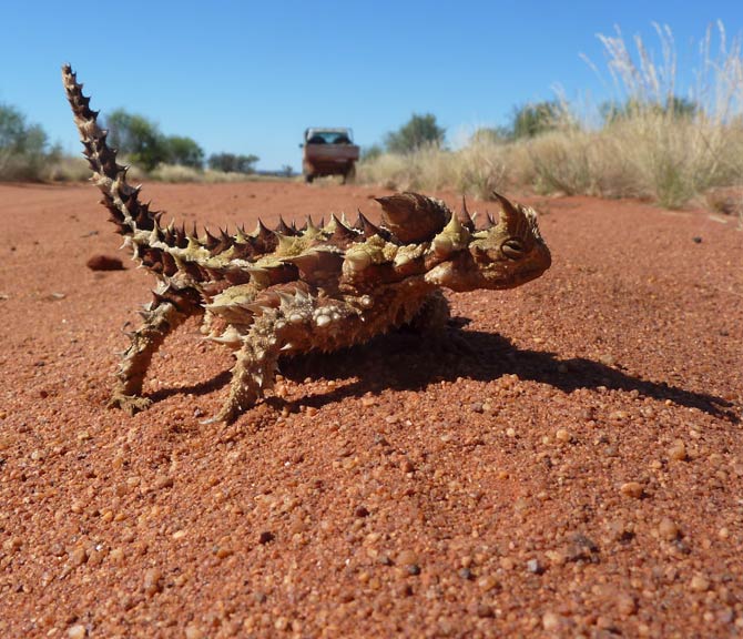 Thorny devil (Moloch horridus)