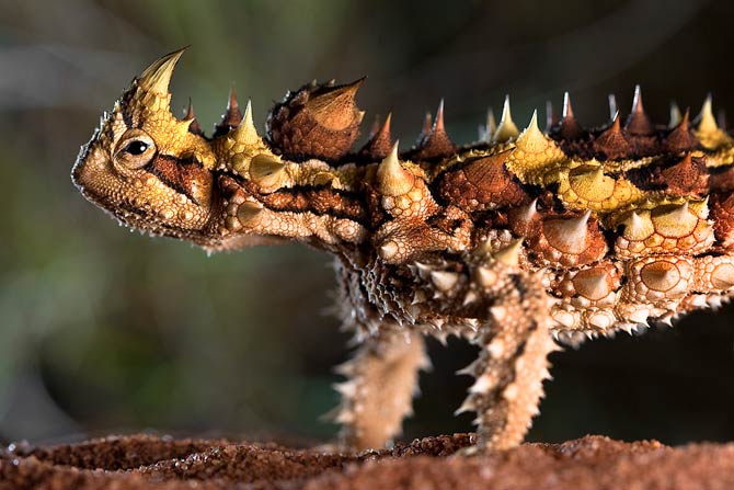 Thorny devil (Moloch horridus)