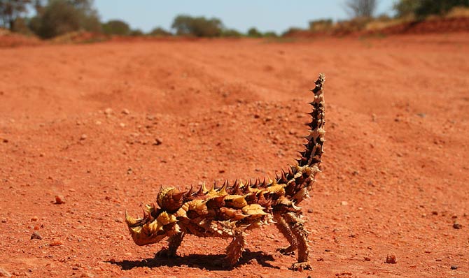 Thorny devil (Moloch horridus)