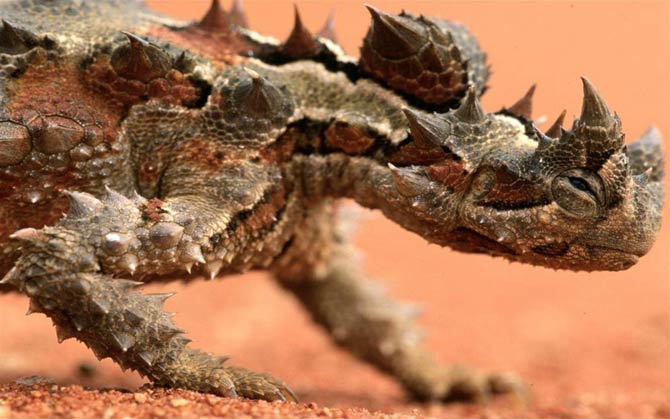 Thorny devil (Moloch horridus)