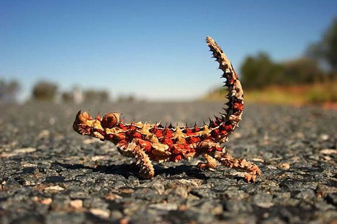 Thorny devil (Moloch horridus)