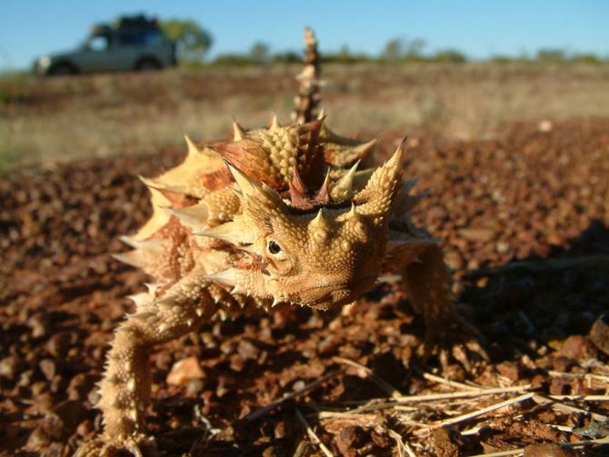 Thorny devil (Moloch horridus)