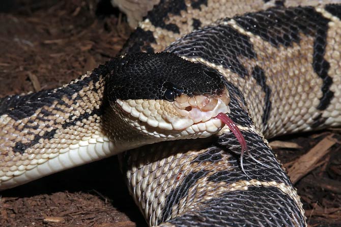 black headed bushmaster snake